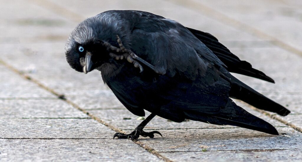 kawka